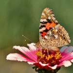 vanessa cardui, butterfly, zinnia-8262774.jpg